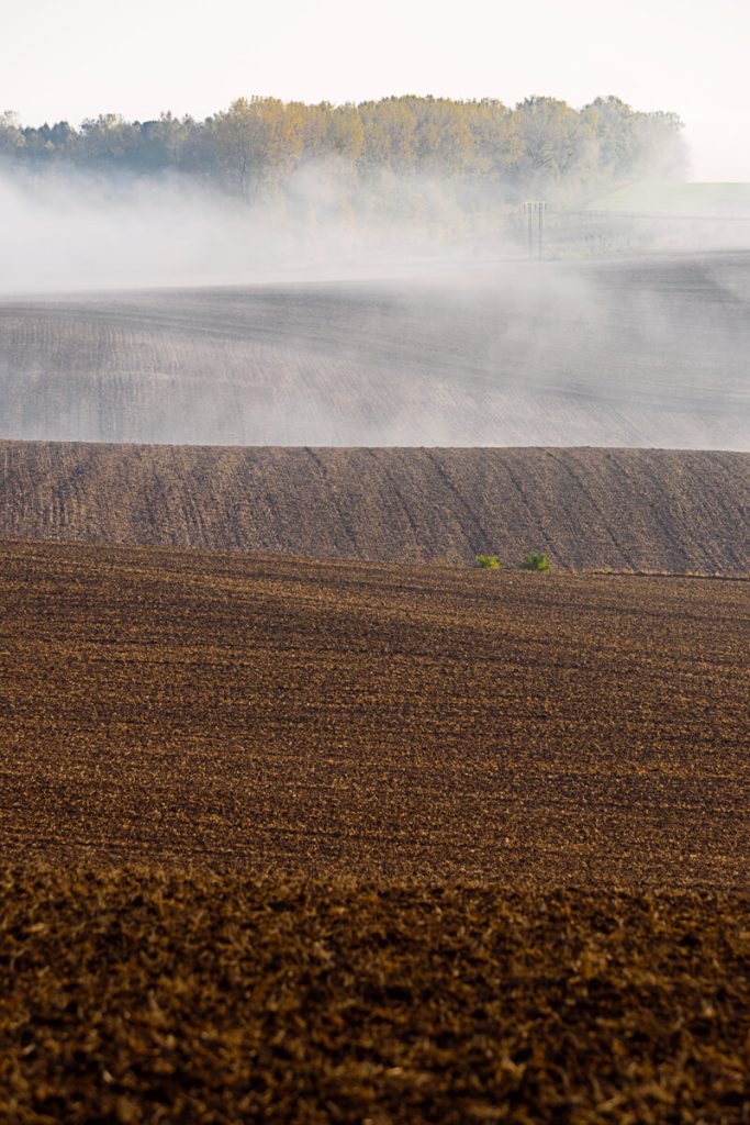 Morning Field