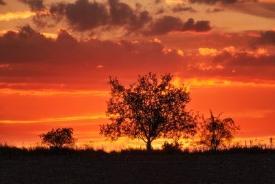 Afrika hinter Brünn