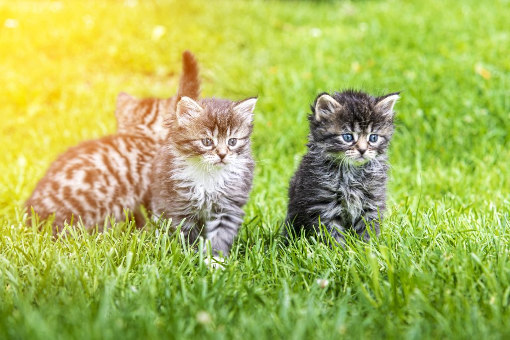 Feline Trio