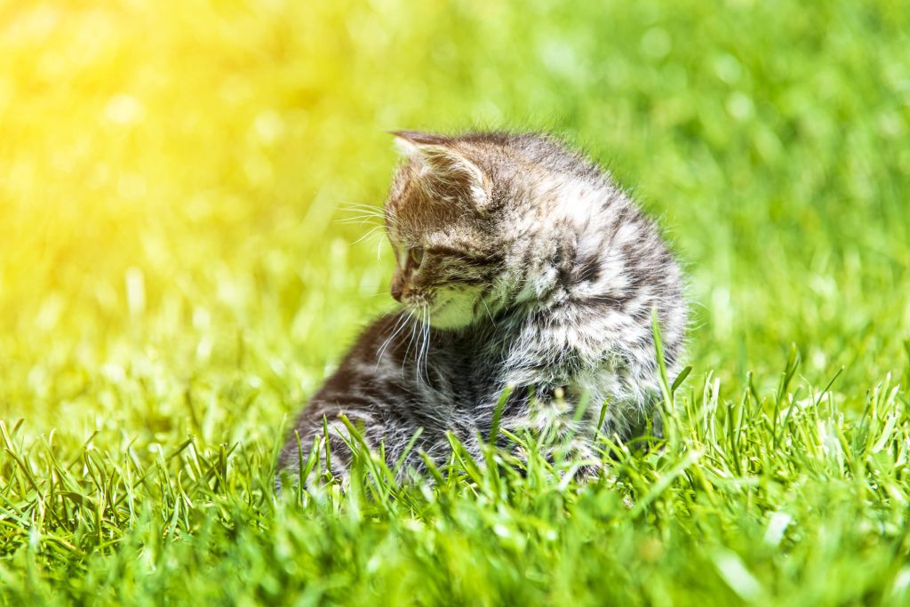 Cool Grass Comfort