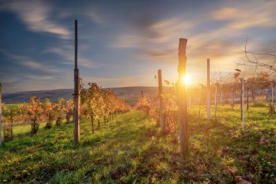 Der Weinberg