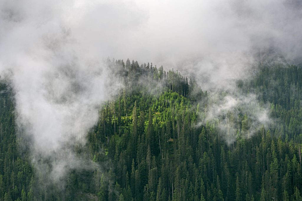 The Forest Breathes