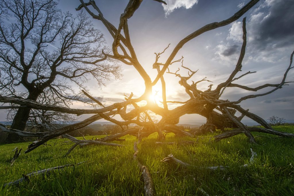 Tree Skeleton