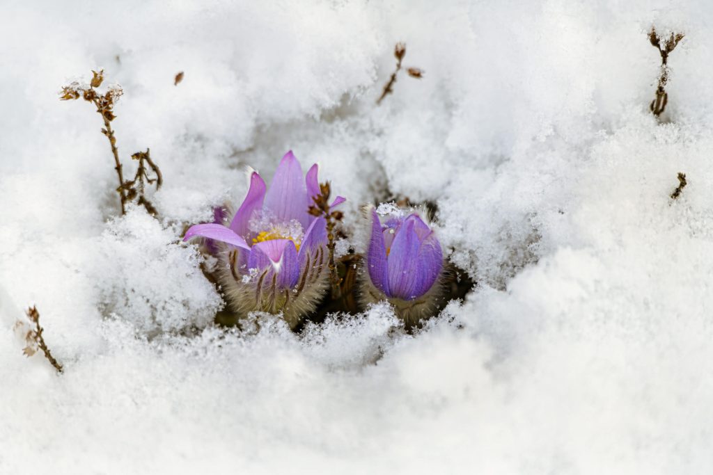 Kuhschellen im Schnee