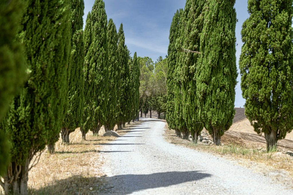 Cypress Lined Path