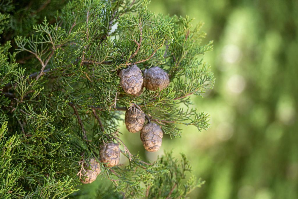 Zypressenfrucht Stillleben