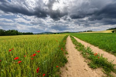 Oh, Those Poppies!