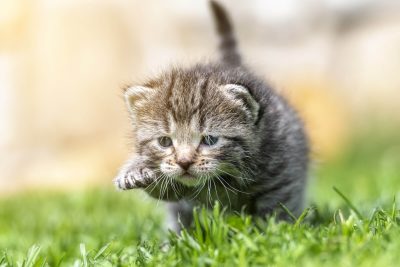 Right Paw Forward!