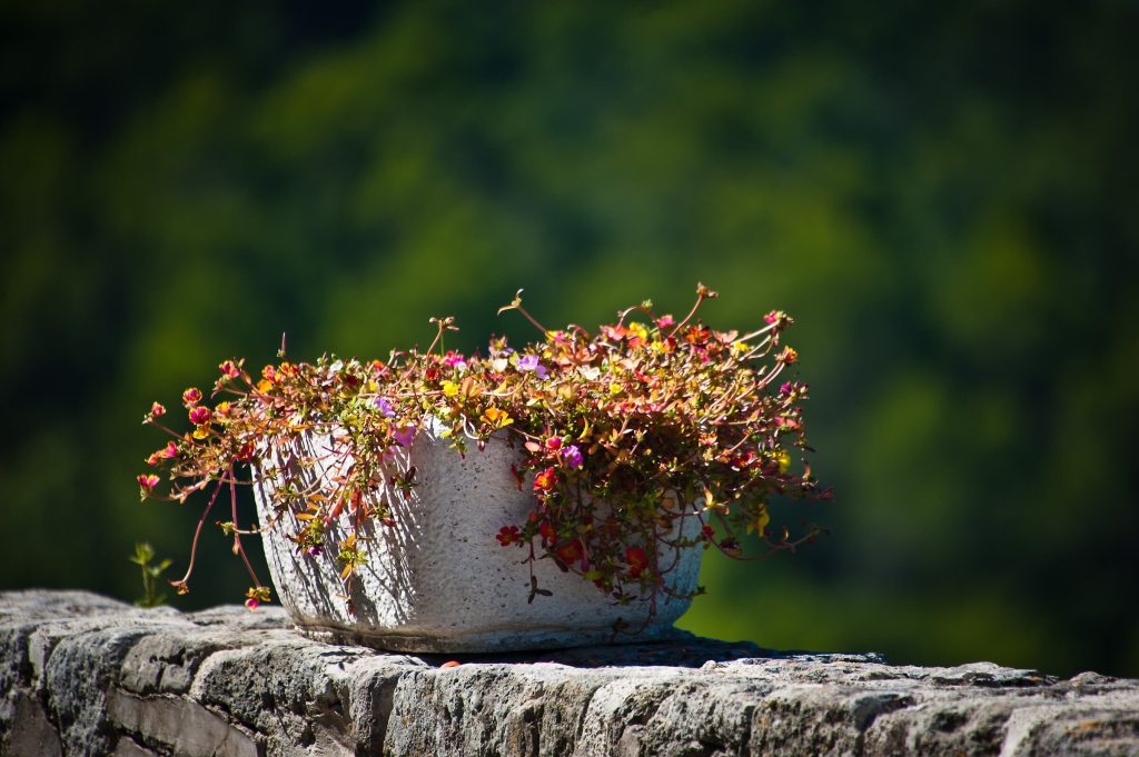 Auf einer Steinmauer