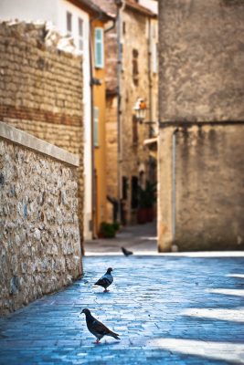 Pigeon Alley