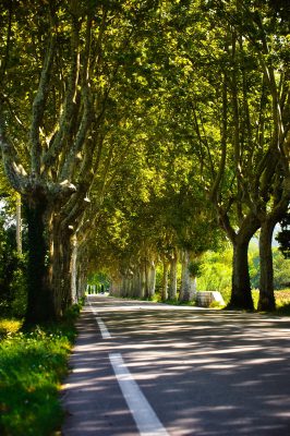 Shade of Plane Trees