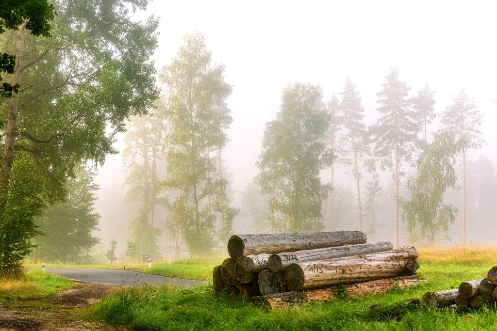Silent Forest Morning