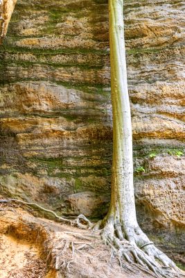 Roots in Sandstone