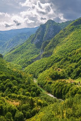 Green Silence of the Mountains