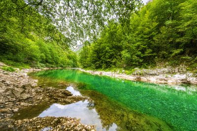 Smaragdene Umarmung des Waldes