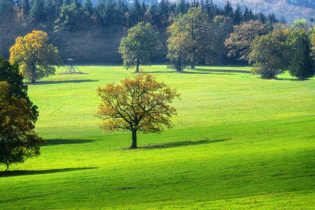 Herbstliche Wiesenstille
