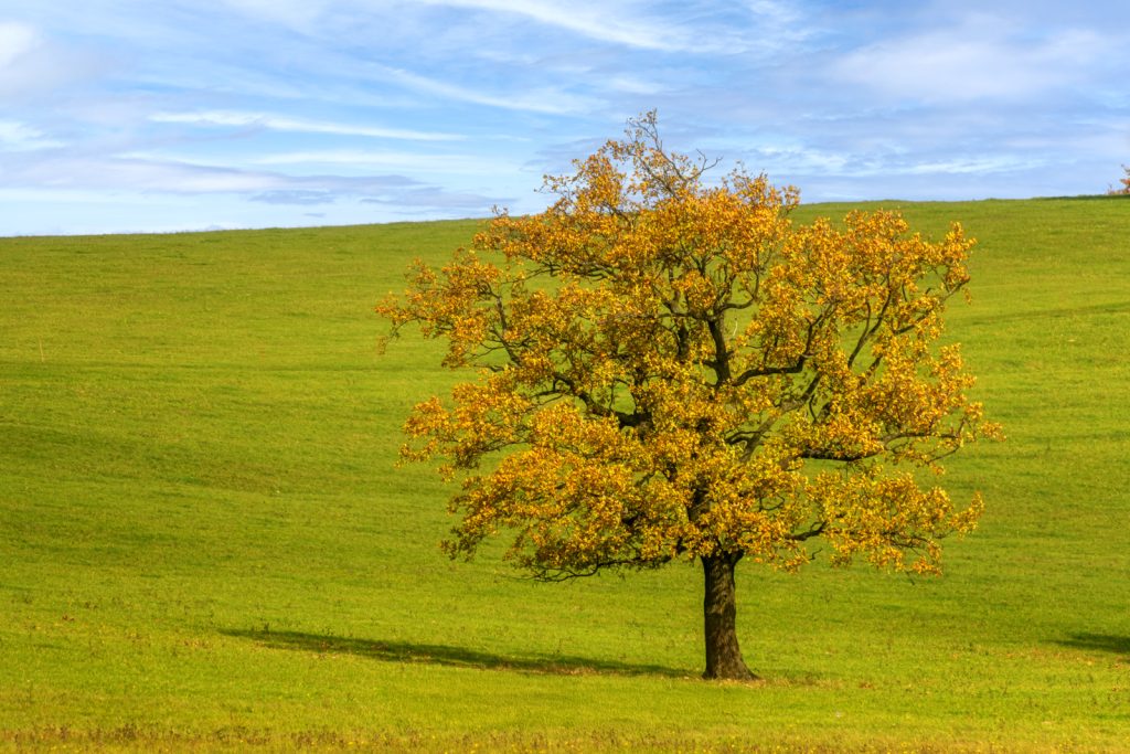 Goldener Herbstsolitär